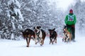 Race of draft dogs Royalty Free Stock Photo