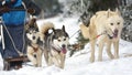 Race of draft dogs on snow. Royalty Free Stock Photo