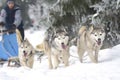 Race of draft dogs on snow. Royalty Free Stock Photo
