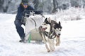 Race of draft dogs on snow.