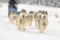 Race of draft dogs on snow. Royalty Free Stock Photo