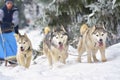 Race of draft dogs on snow. Royalty Free Stock Photo