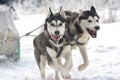 Race of draft dogs on snow. Royalty Free Stock Photo