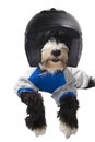 Race driver dog Royalty Free Stock Photo