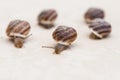 Race of large grape snails with brown shells on a white textured surface Royalty Free Stock Photo