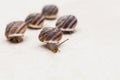 Race of large grape snails with brown shells on a white textured surface Royalty Free Stock Photo