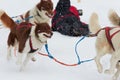 Race between gorgeous brown and white huskies running along a snowy path on a cold winter day Royalty Free Stock Photo