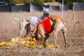 The Race of greyhound whippet. Field coursing competition