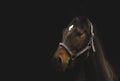 Race horse on black background, Lithuania Royalty Free Stock Photo