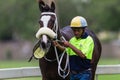 Race Horse Ejected Handler Royalty Free Stock Photo