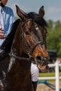 Race horse funny face portrait with jockey Royalty Free Stock Photo