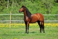 Race horse on the green meadow