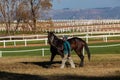 Race Horse Groom Training Track Exercise