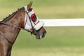 Race Horse Head Royalty Free Stock Photo