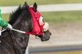 Race Horse Head Royalty Free Stock Photo