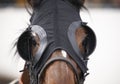 Race horse head with blinkers detail