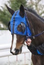 Race horse head with blinkers. Paddock area. Royalty Free Stock Photo