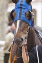 Race horse head with blinkers. Paddock area. Royalty Free Stock Photo