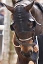 Race horse head with blinkers. Paddock area. Royalty Free Stock Photo