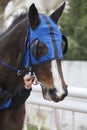 Race horse head with blinkers. Paddock area. Royalty Free Stock Photo