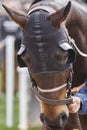 Race horse head with blinkers . Paddock area. Royalty Free Stock Photo