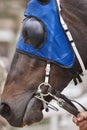 Race horse head with blinkers ready to run. Paddock area. Royalty Free Stock Photo