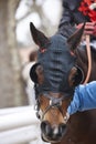 Race horse head with blinkers ready to run. Paddock area. Royalty Free Stock Photo