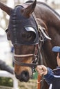 Race horse head with blinkers ready to run. Paddock area. Royalty Free Stock Photo