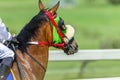 Race Horse Head Blinkers Track Royalty Free Stock Photo