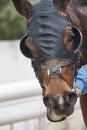 Race horse head detail with blinkers. Paddock area. Royalty Free Stock Photo