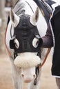 Race horse head detail with blinkers. Paddock area. Royalty Free Stock Photo