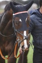 Race horse head ready to run. Paddock area. Royalty Free Stock Photo