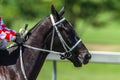 Race Horse Head Track Close Up Royalty Free Stock Photo