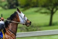 Race Horse Head Blinkers Track Royalty Free Stock Photo