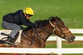 Race Horse Jockey Closeup Running Track