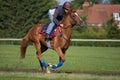 Race Horse On the Move Royalty Free Stock Photo