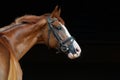 Race horse portrait in dark stable doorway background Royalty Free Stock Photo