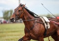 Race horse at the racetrack Royalty Free Stock Photo