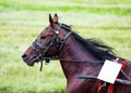 Race horse at the racetrack Royalty Free Stock Photo