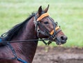 Race horse at the racetrack Royalty Free Stock Photo