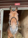 Race horse waiting at Doncaster sales Royalty Free Stock Photo