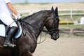 Race horse, sport Royalty Free Stock Photo