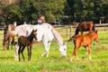 Race Horses Foals Royalty Free Stock Photo