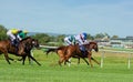 UK Horse Racing. Full gallop at the races.