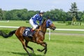 Race horses on the Partynice track. Royalty Free Stock Photo