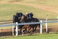 Race Horses Riders Training