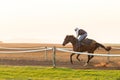 Race Horses Training Dawn