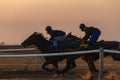 Race Horses Training Dawn