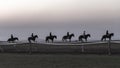 Race Horses Training Dawn Silhouettes