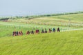 Race Horses Training